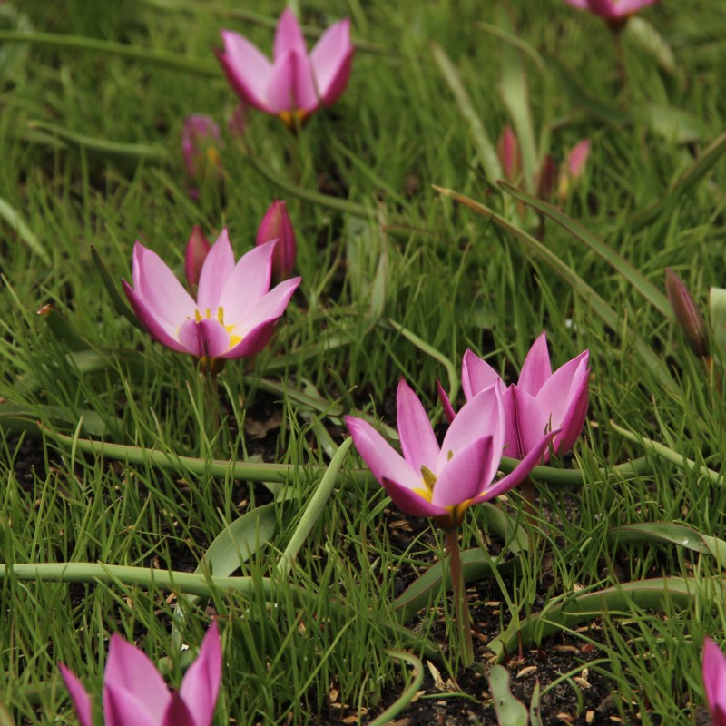 Tulipa humilis Tulipa humilis