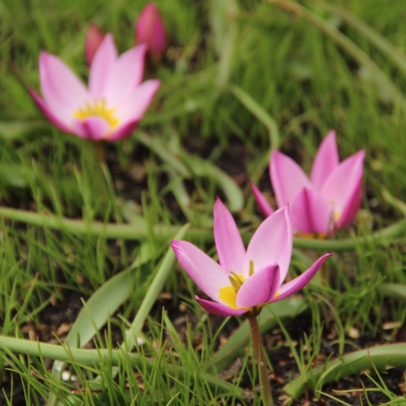 Tulipa humilis Tulipa humilis