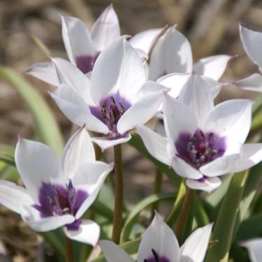 Tulipa humilis 'Alba Coerulea Oculata'