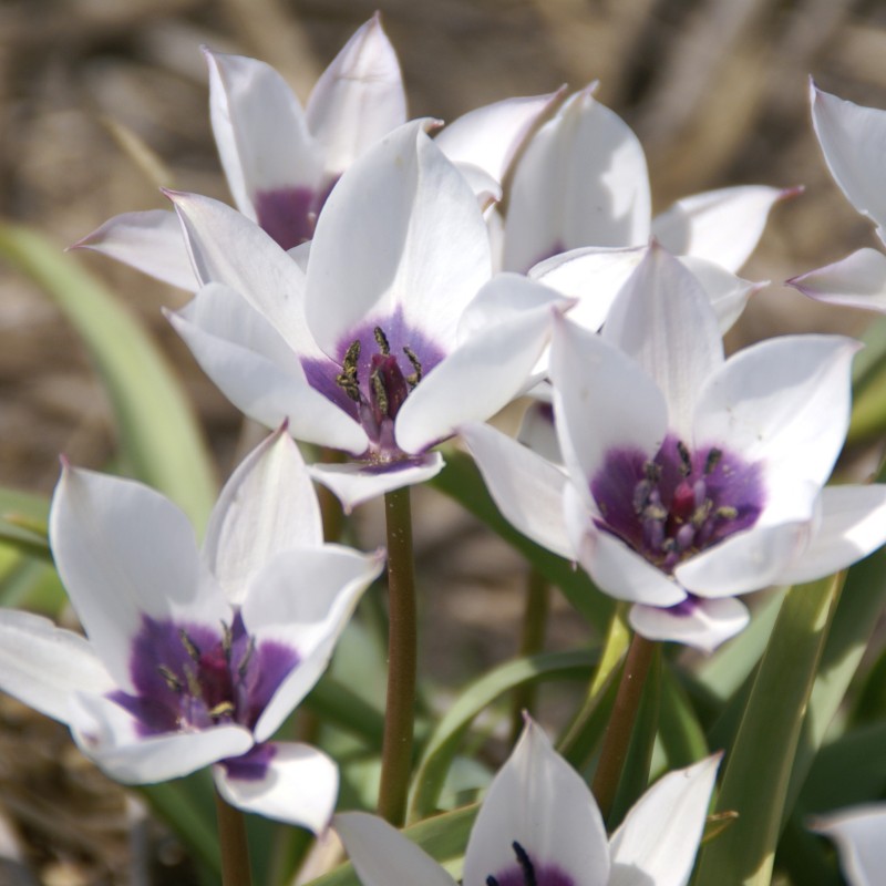 Tulipa humilis 'Alba Coerulea Oculata' Tulipa humilis 'Alba Coerulea Oculata'