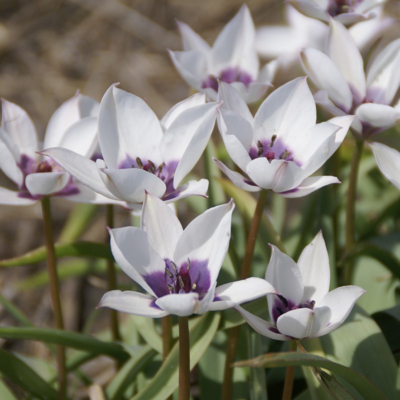 Tulipa humilis 'Alba Coerulea Oculata' Tulipa humilis 'Alba Coerulea Oculata'
