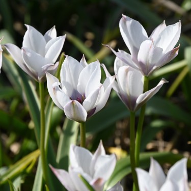 Tulipa humilis 'Alba Coerulea Oculata' Tulipa humilis 'Alba Coerulea Oculata'