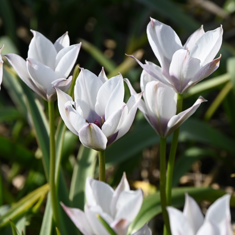 Tulipa humilis 'Alba Coerulea Oculata' Tulipa humilis 'Alba Coerulea Oculata'