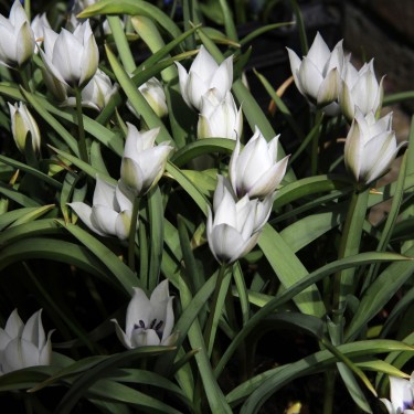 Tulipa humilis 'Alba Coerulea Oculata' Tulipa humilis 'Alba Coerulea Oculata'