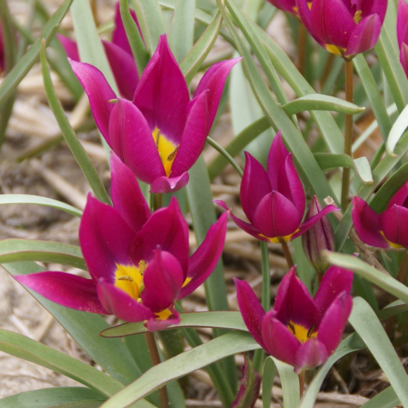 Tulipa humilis 'Eastern Star' Tulipa humilis 'Eastern Star'