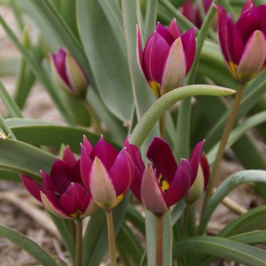 Tulipa humilis 'Persian Pearl'