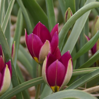 Tulipa humilis 'Persian Pearl' Tulipa humilis 'Persian Pearl'