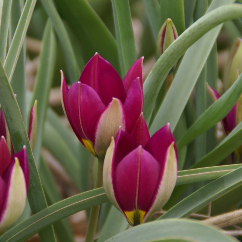 Tulipa humilis 'Persian Pearl' Tulipa humilis 'Persian Pearl'