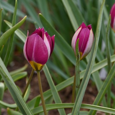 Tulipa humilis 'Persian Pearl' Tulipa humilis 'Persian Pearl'