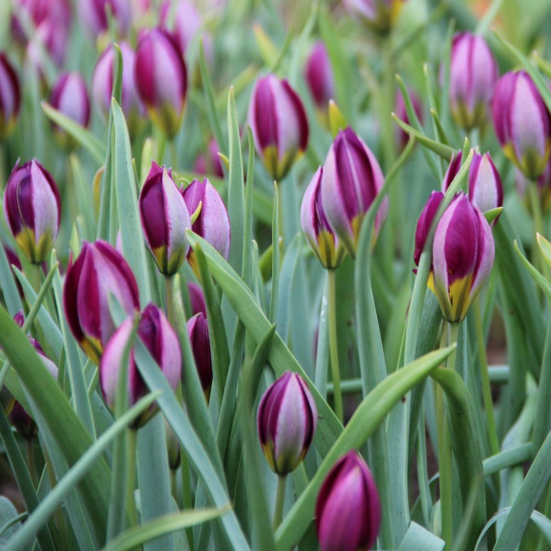 Tulipa humilis 'Persian Pearl' Tulipa humilis 'Persian Pearl'