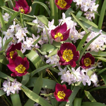 Tulipa humilis 'Persian Pearl' Tulipa humilis 'Persian Pearl'
