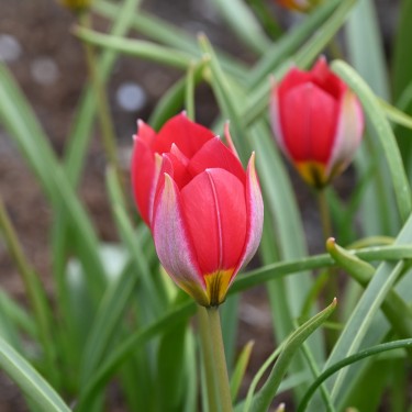 Tulipa humilis 'Red Beauty' Tulipa humilis 'Red Beauty'
