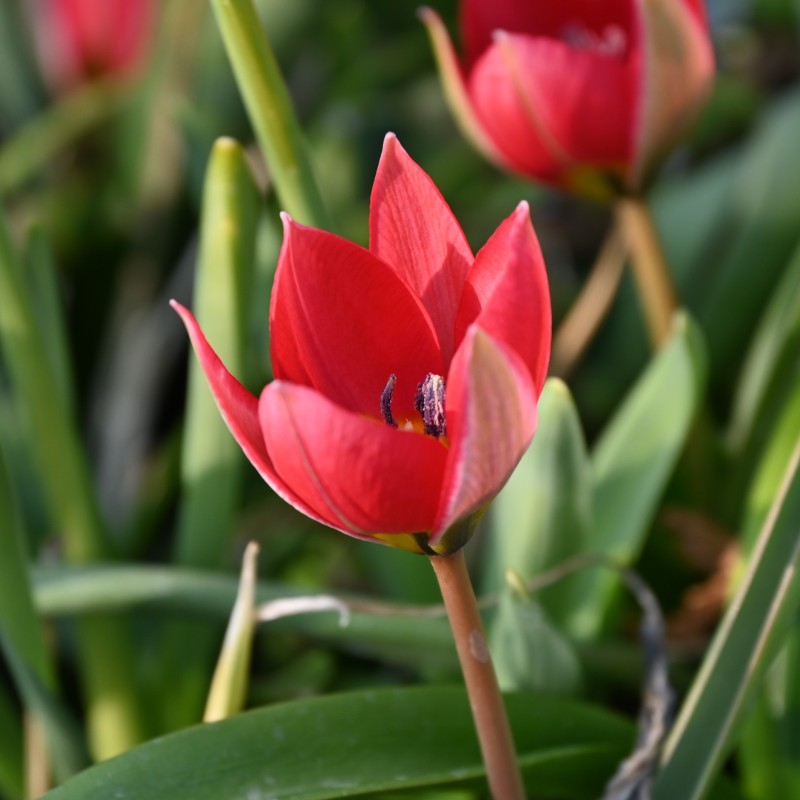 Tulipa humilis 'Red Beauty' Tulipa humilis 'Red Beauty'