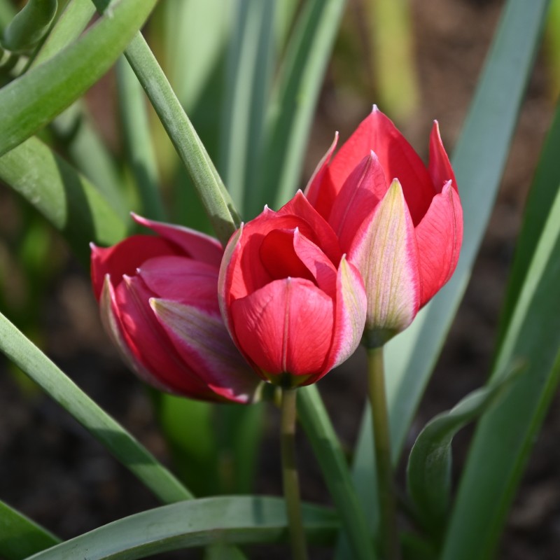 Tulipa humilis 'Red Beauty' Tulipa humilis 'Red Beauty'