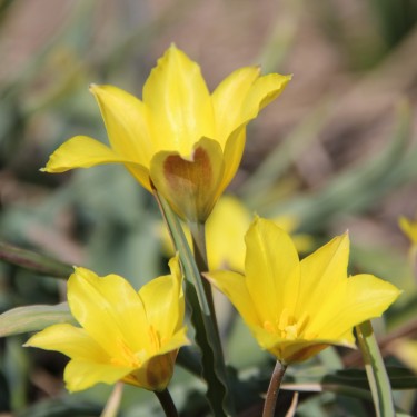 Tulipa iliensis