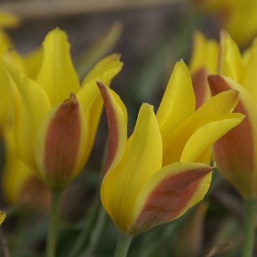 Tulipa iliensis Tulipa iliensis