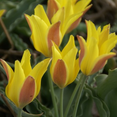 Tulipa iliensis Tulipa iliensis