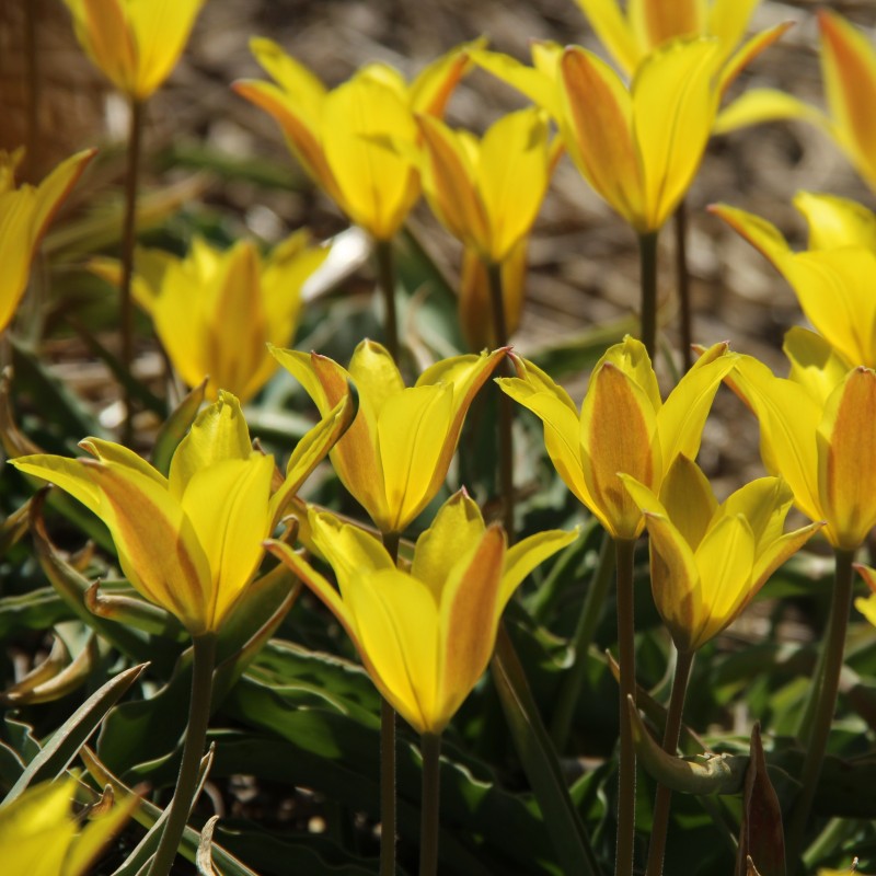 Tulipa iliensis Tulipa iliensis