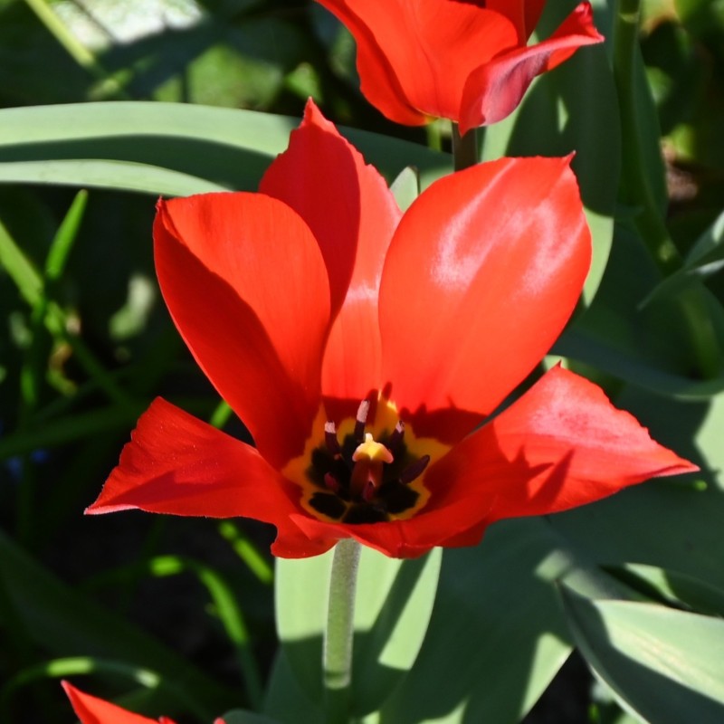 Tulipa ingens Tulipa ingens