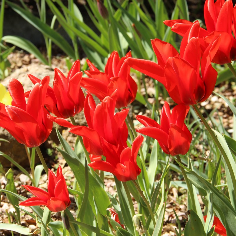 Tulipa ingens Tulipa ingens
