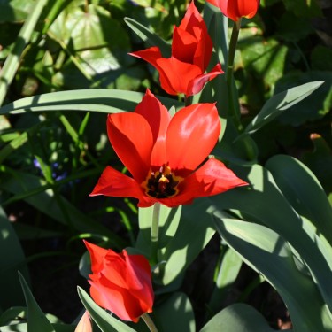 Tulipa ingens Tulipa ingens