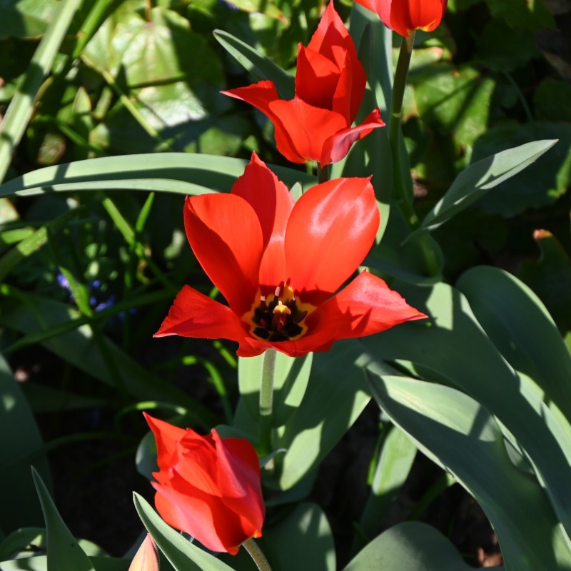 Tulipa ingens Tulipa ingens