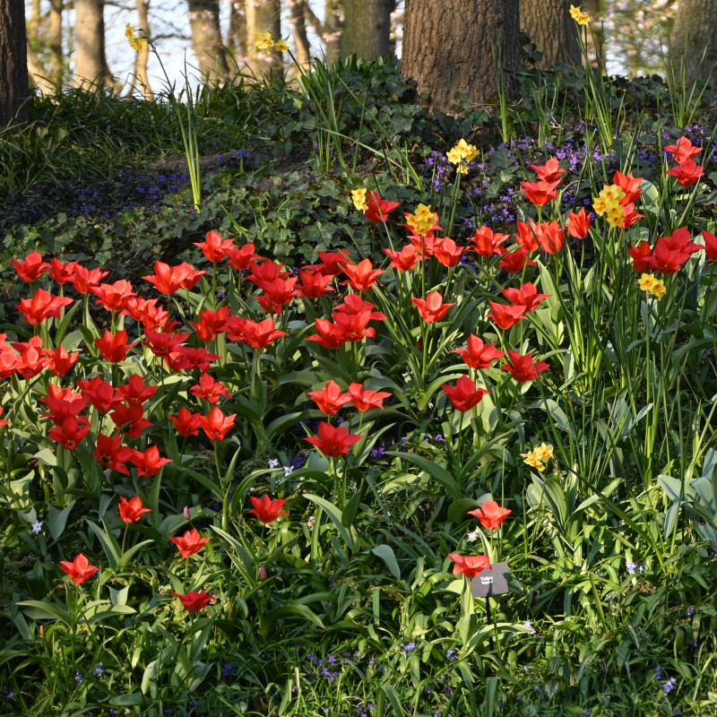 Tulipa ingens Tulipa ingens