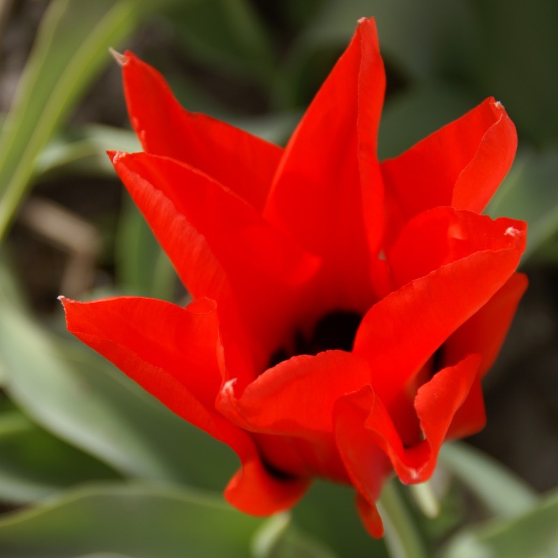 Tulipa ingens Tulipa ingens