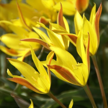 Tulipa kolpakowskiana Tulipa kolpakowskiana