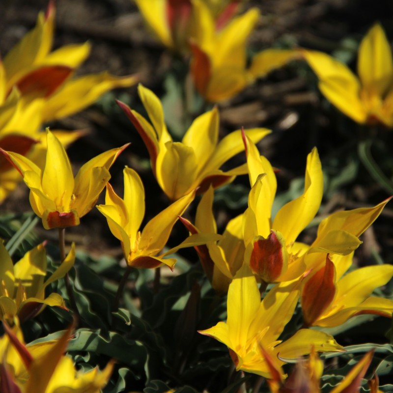 Tulipa kolpakowskiana Tulipa kolpakowskiana