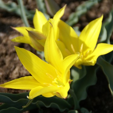 Tulipa kolpakowskiana Tulipa kolpakowskiana