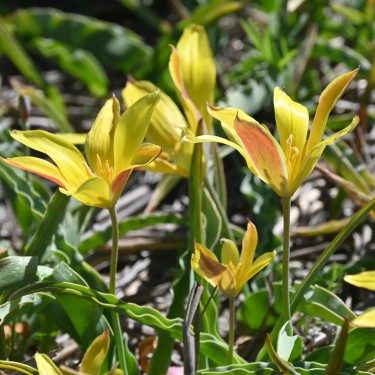 Tulipa kolpakowskiana Tulipa kolpakowskiana