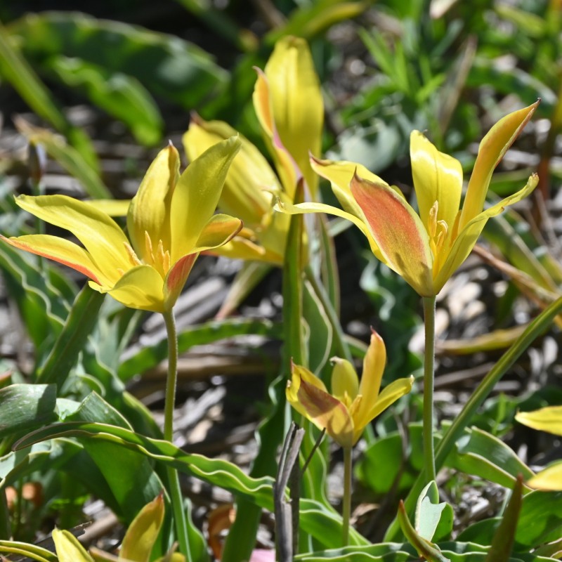 Tulipa kolpakowskiana Tulipa kolpakowskiana
