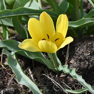 Tulipa lemmersii
