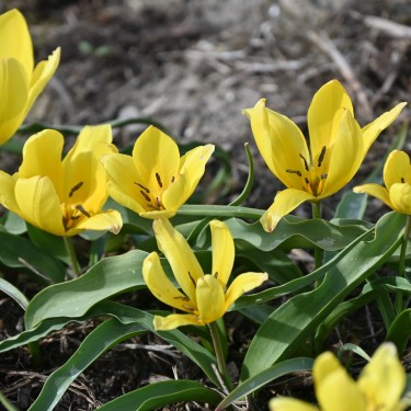 Tulipa lemmersii