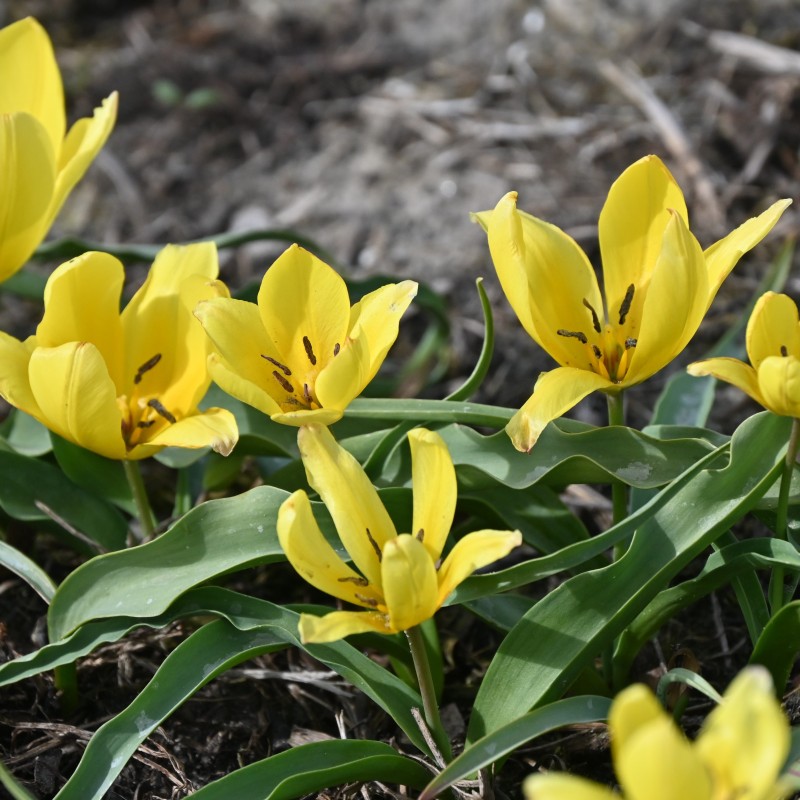 Tulipa lemmersii