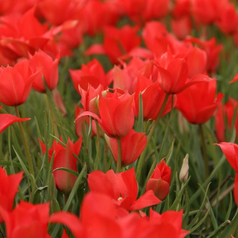 Tulipa linifolia Tulipa linifolia