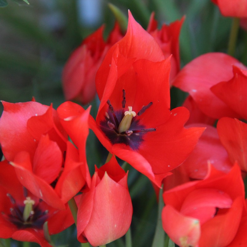 Tulipa linifolia Tulipa linifolia