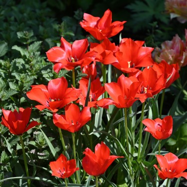 Tulipa linifolia Tulipa linifolia