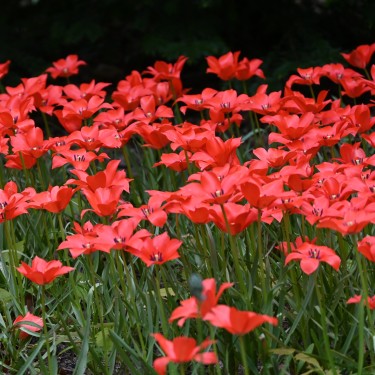 Tulipa linifolia Tulipa linifolia