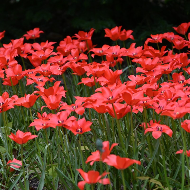 Tulipa linifolia Tulipa linifolia