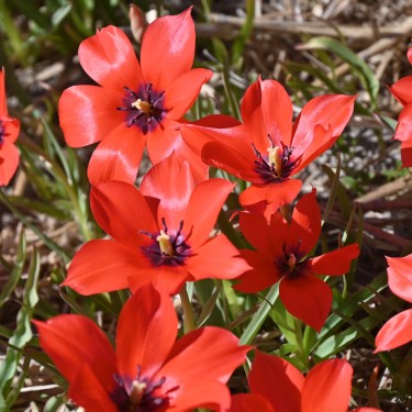 Tulipa linifolia Tulipa linifolia