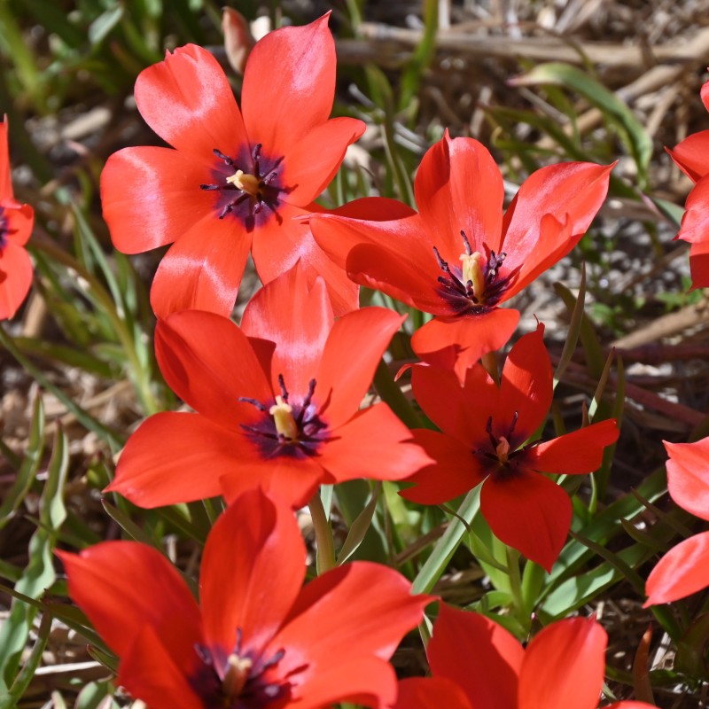 Tulipa linifolia Tulipa linifolia
