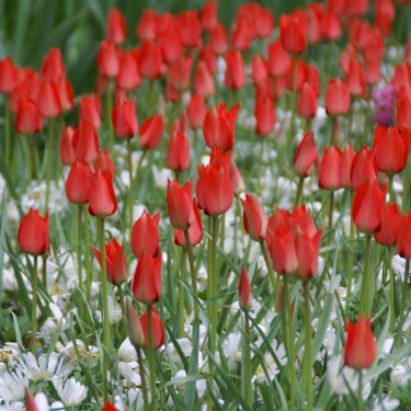 Tulipa linifolia Tulipa linifolia