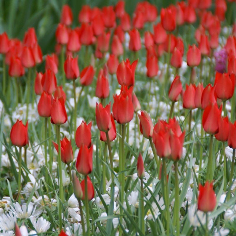 Tulipa linifolia Tulipa linifolia