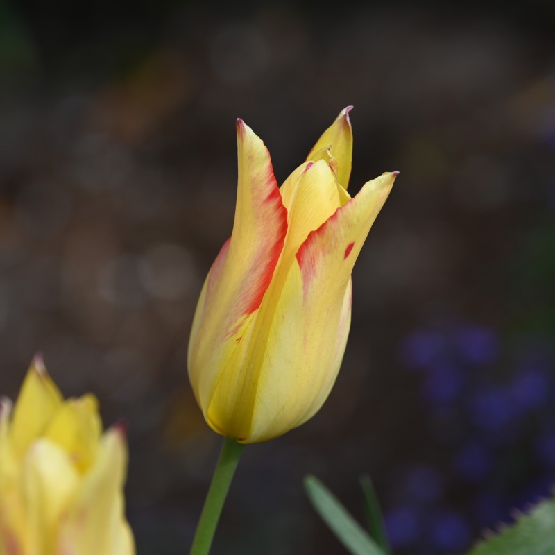 Tulipa mauritiana 'Cindy' Tulipa mauritiana 'Cindy'