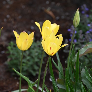 Tulipa mauritiana 'Cindy' Tulipa mauritiana 'Cindy'