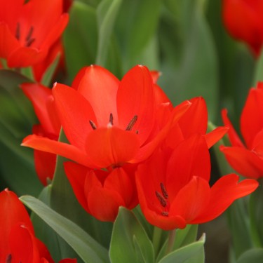 Tulipa praestans 'Füsilier'