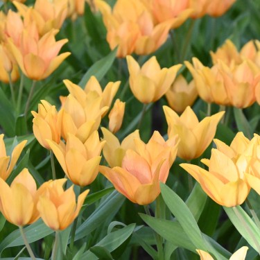 Tulipa praestans 'Shogun'
