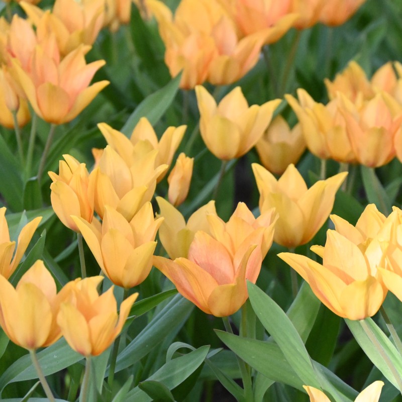 Tulipa praestans 'Shogun'